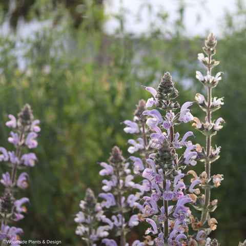 Salvia 'Shangri-La'