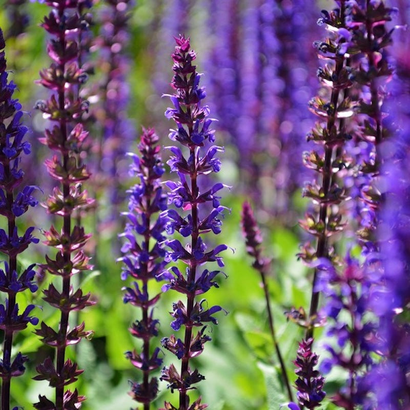 Salvia nemorosa 'Violet Queen'