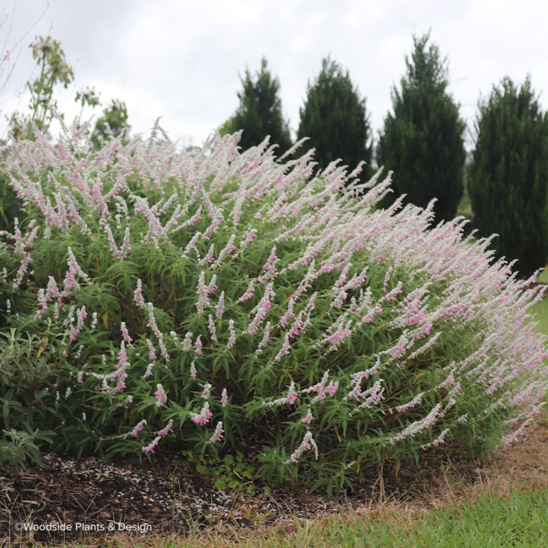 Salvia leucantha 'Pink Velour'