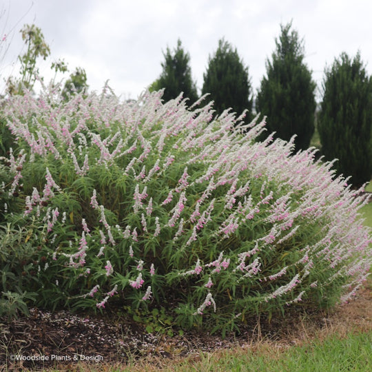 Salvia leucantha 'Pink Velour'