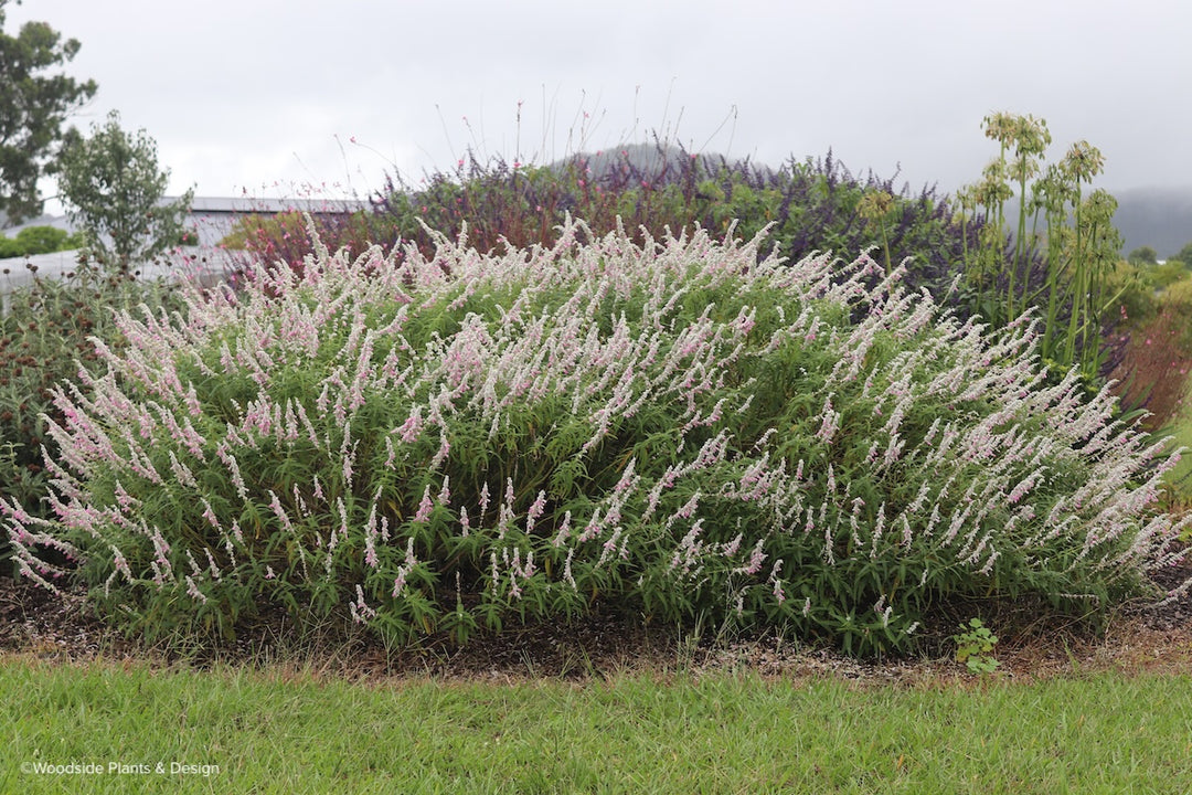 Salvia leucantha 'Pink Velour'