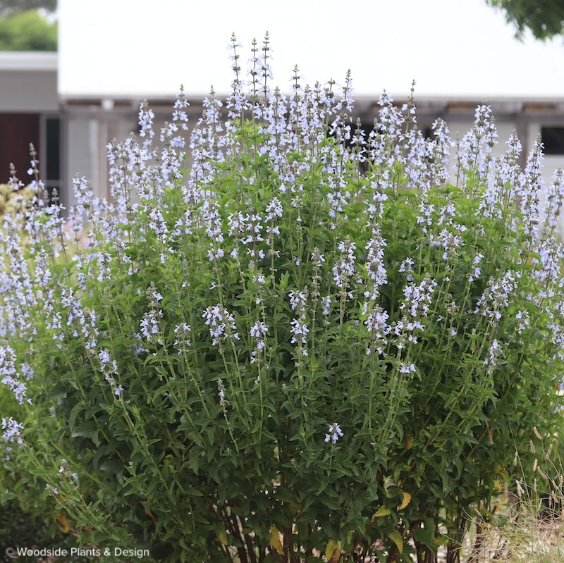 Salvia pallida
