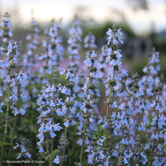 Salvia pallida