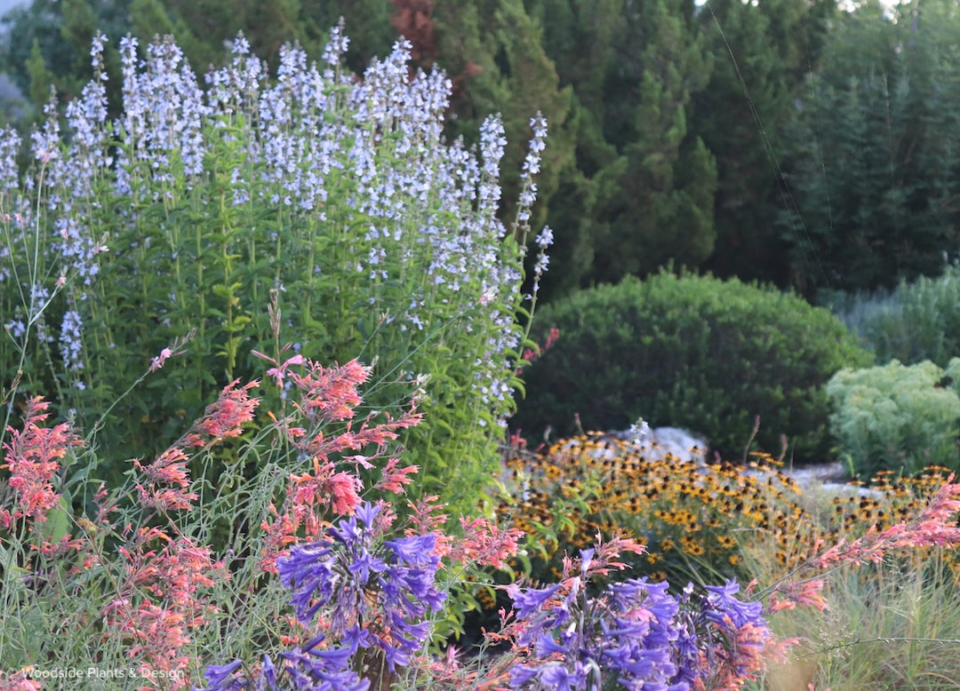 Salvia pallida