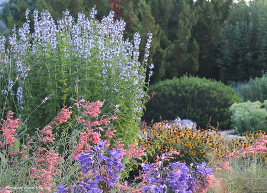 Salvia pallida