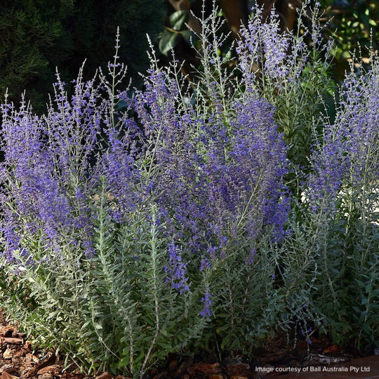 Salvia yangii 'Blue Steel'