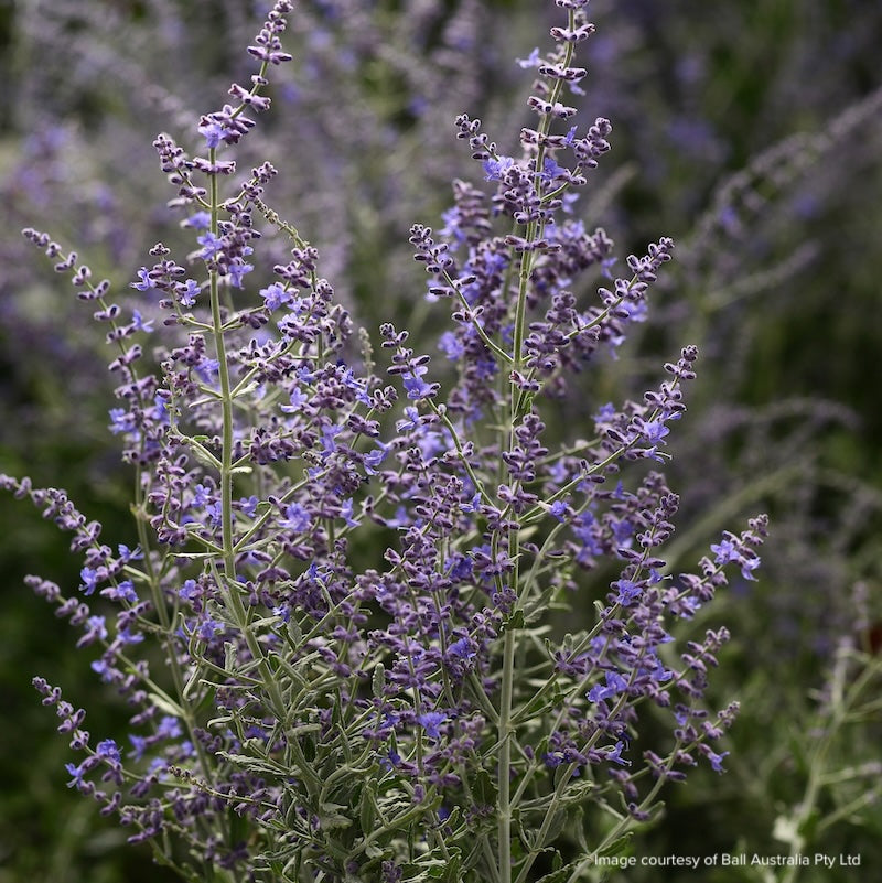 Salvia yangii 'Blue Steel'