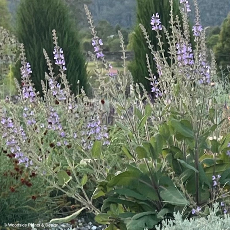 Salvia barrelieri