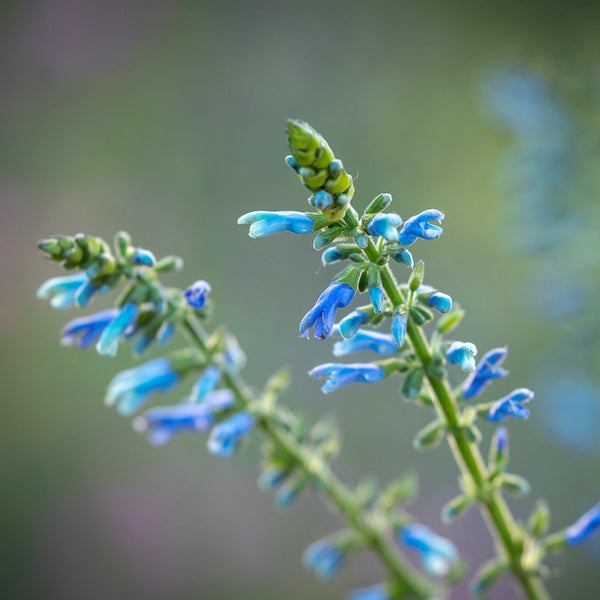 Salvia bullulata