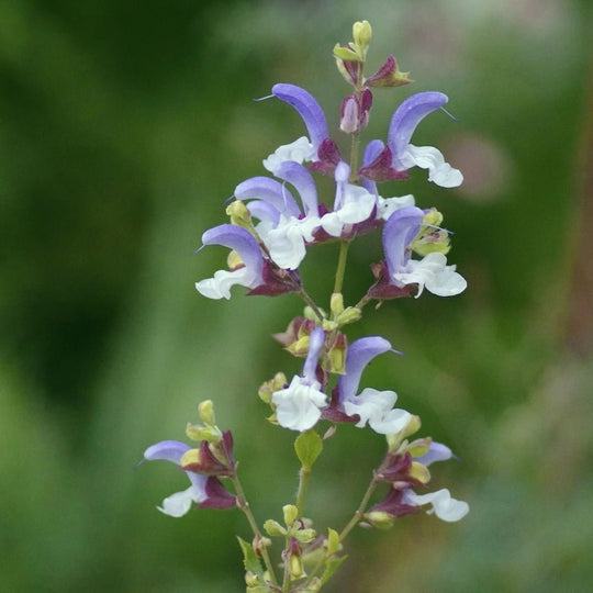 Salvia chamelaeagnea 'Blue Haze'