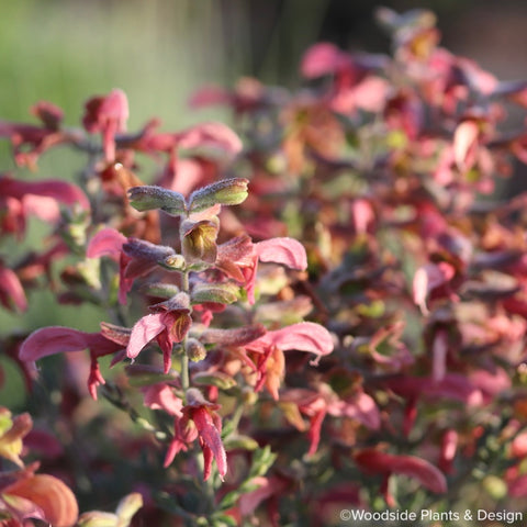 Salvia lanceolata