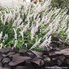 Salvia leucantha 'Pink Velour'