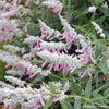 Salvia leucantha 'Pink Velour'