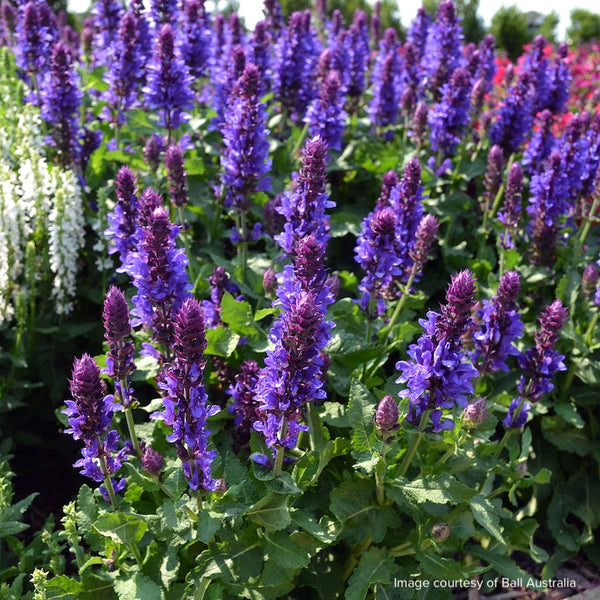 Salvia nemorosa 'Blue Marvel'