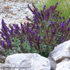 Salvia nemorosa 'Giovanni'