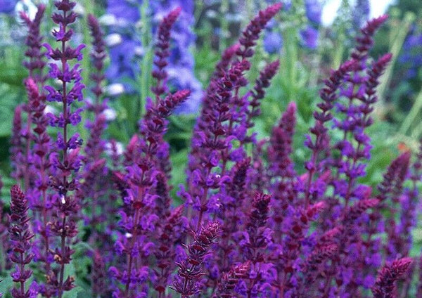 Salvia nemorosa 'Violet Queen'