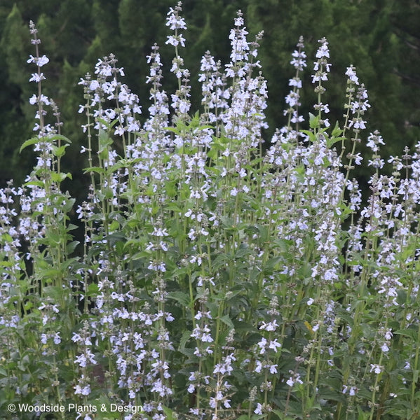 Salvia pallida