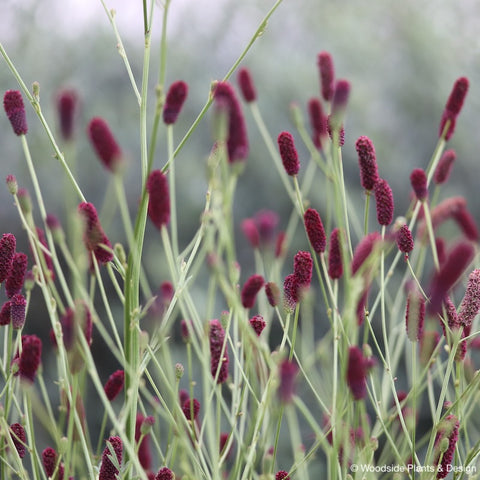 Sanguisorba 'Cangshan Cranberry'