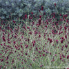 Sanguisorba 'Red Thunder'