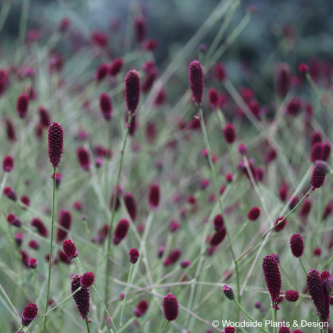 Sanguisorba 'Red Thunder'