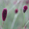 Sanguisorba 'Red Thunder'