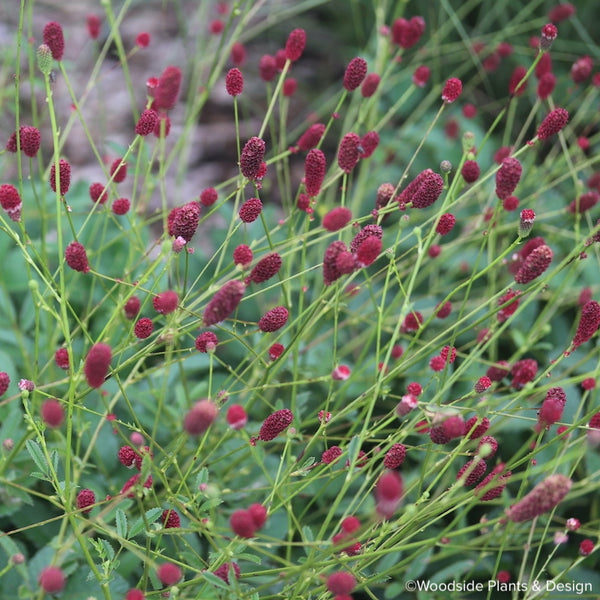 Sanguisorbia officinalis 'Red Buttons'