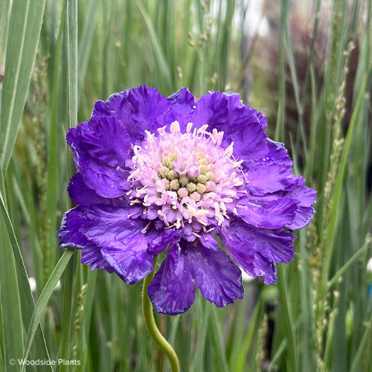 Scabiosa caucasica 'Fama Deep Blue'