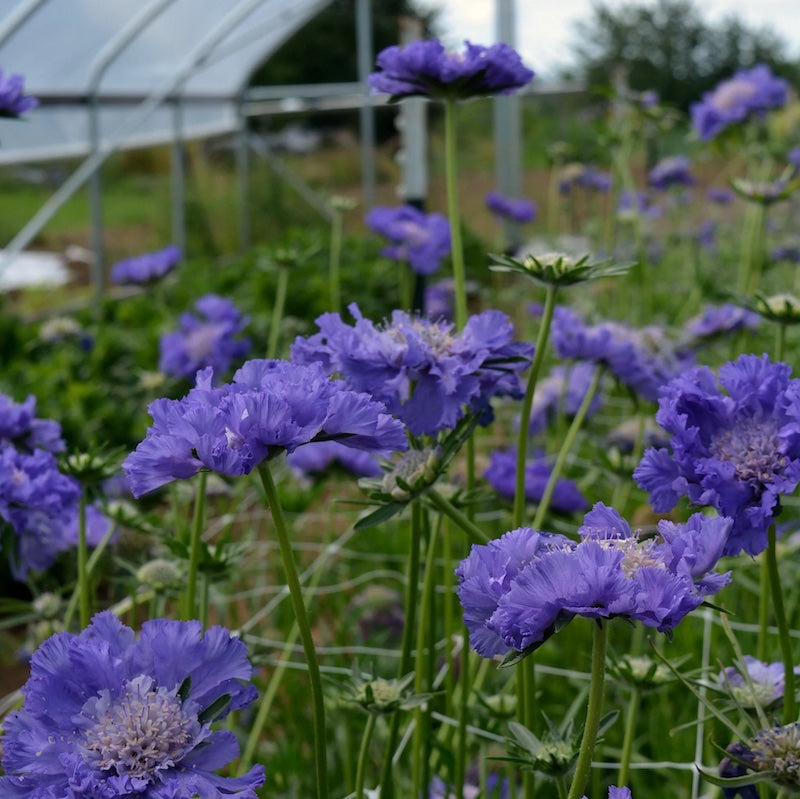 Scabiosa caucasica 'Fama Deep Blue'