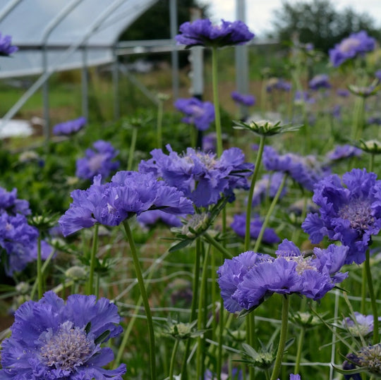 Scabiosa caucasica 'Fama Deep Blue'