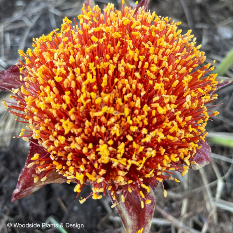 Scadoxus puniceus