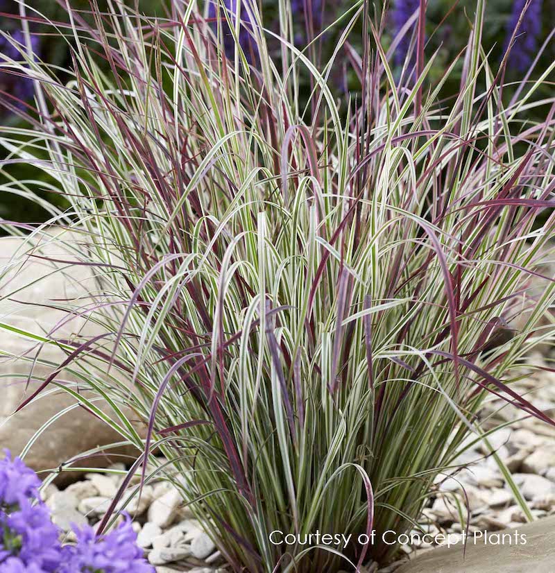 Schizachyrium (syn. Andropogon) scoparius 'Chameleon'