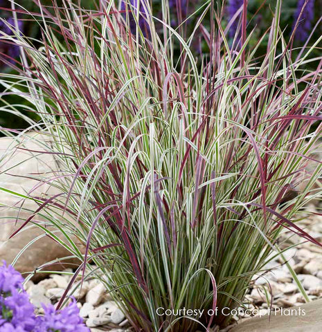 Schizachyrium (syn. Andropogon) scoparius 'Chameleon'