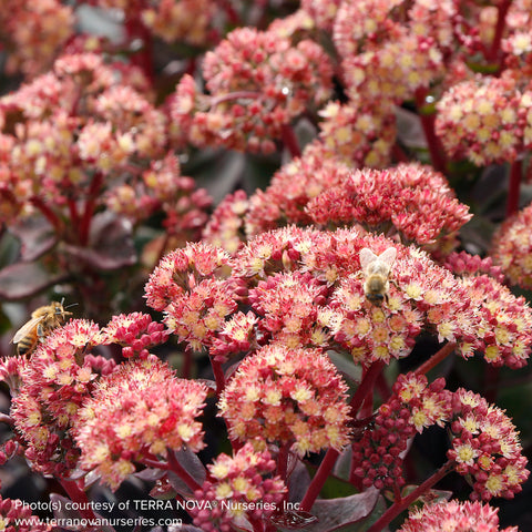 Sedum telephium 'Conga Line'