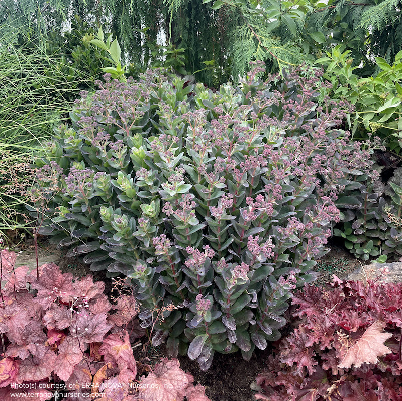 Sedum telephium 'Conga Line'