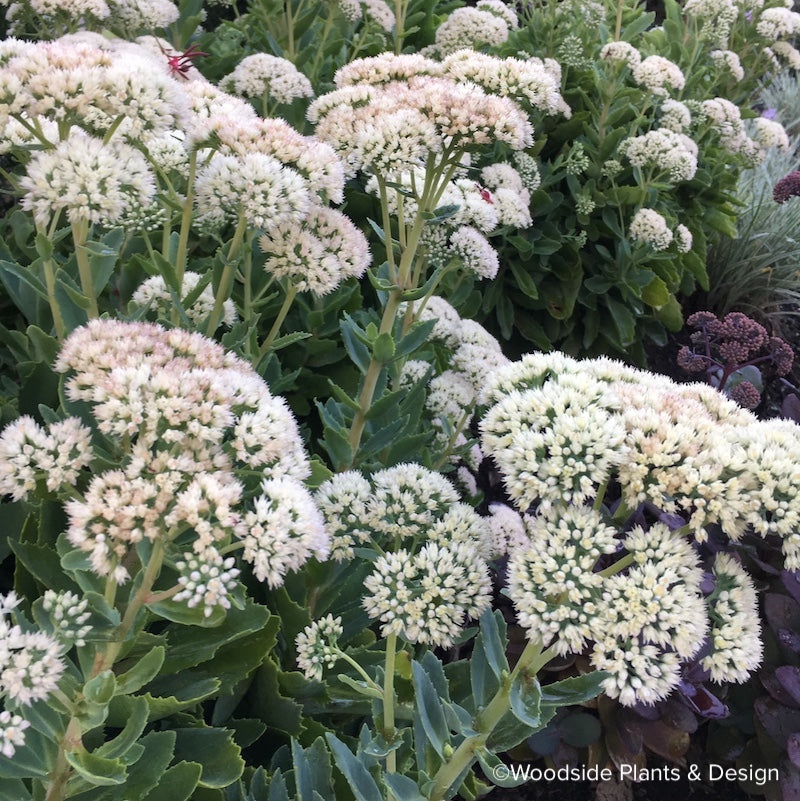 Sedum 'Autumn Blush'