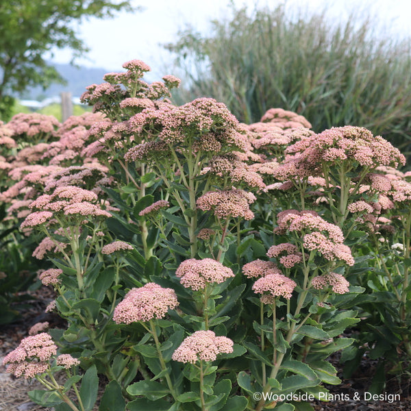 Sedum 'Autumn Blush'