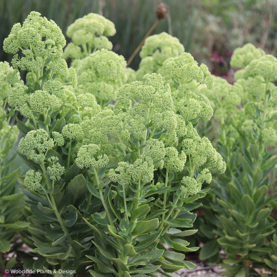 flower buds sedum autumn joy