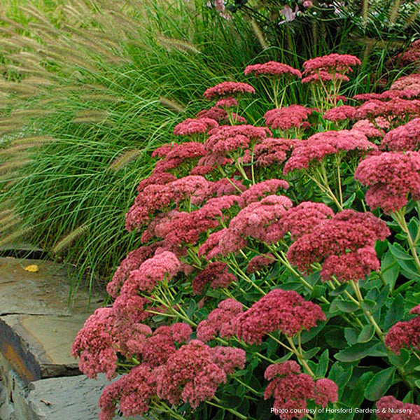 Sedum 'Autumn Joy'