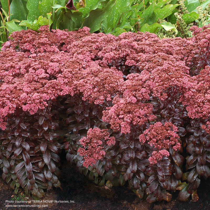 Sedum 'Dark Magic'