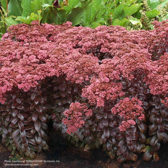Sedum 'Dark Magic'