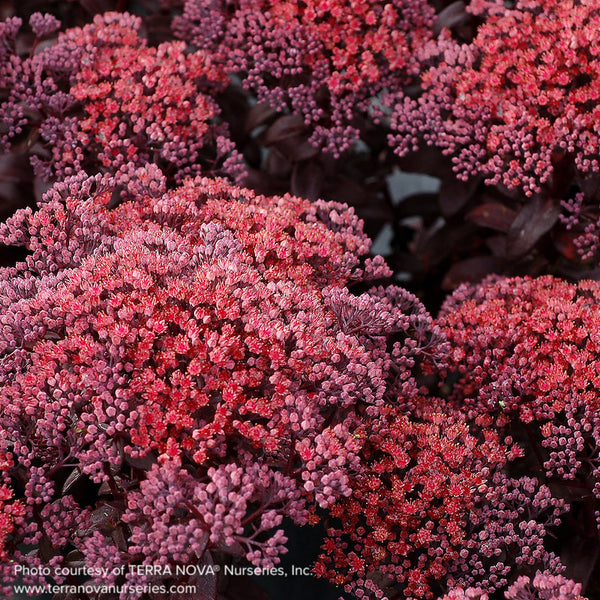 Sedum 'Dark Magic'