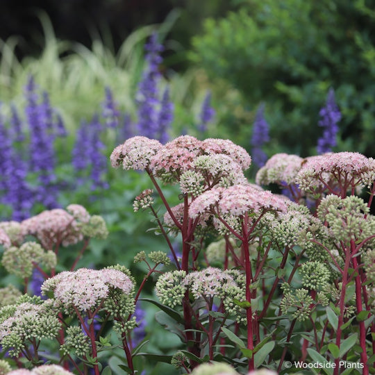 Sedum telephium 'Matrona'