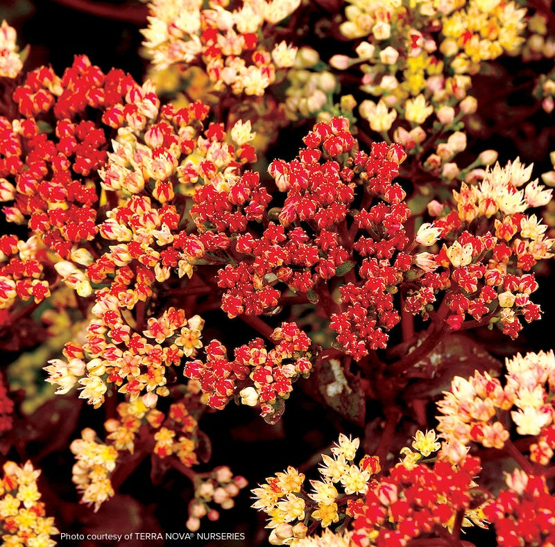 Sedum 'Peach Pearls'