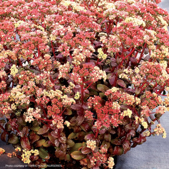 Sedum 'Peach Pearls'