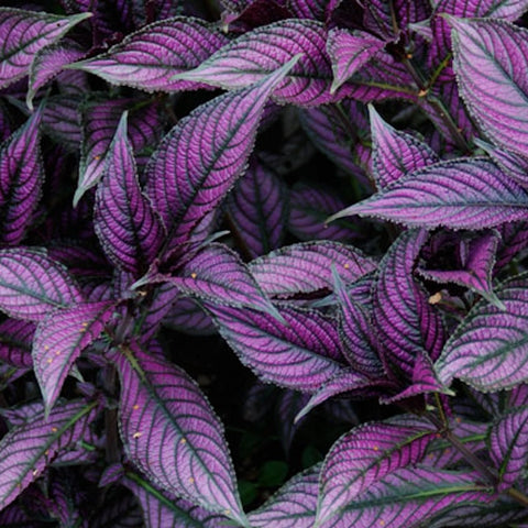 Strobilanthes dyeriana