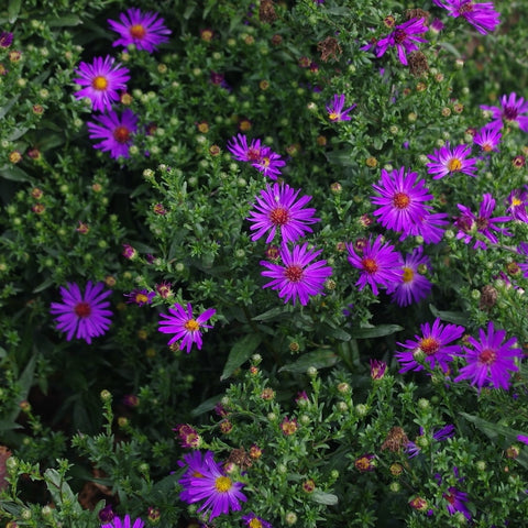 Symphotrichum laeve 'Orpheus'