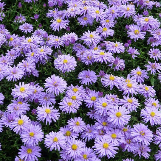 Aster (Symphyotrichum) novi-belgii 'Professor Anton Kippenberg'