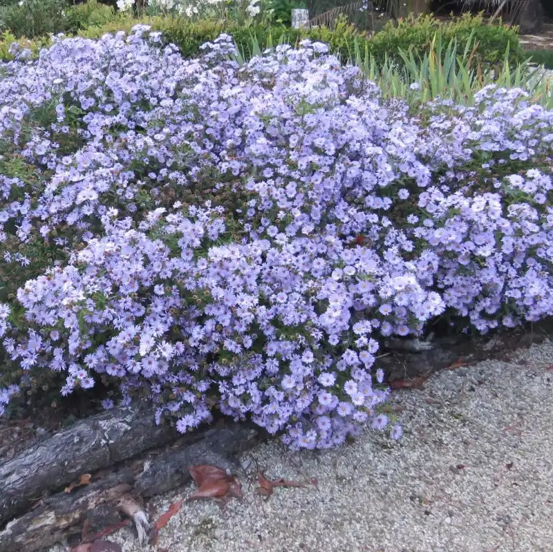Aster (Symphyotrichum) novi-belgii 'Professor Anton Kippenberg'