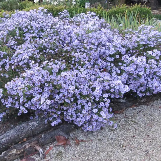 Aster (Symphyotrichum) novi-belgii 'Professor Anton Kippenberg'