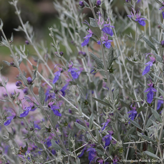Teucrium fruticans 'Indigo Angel'
